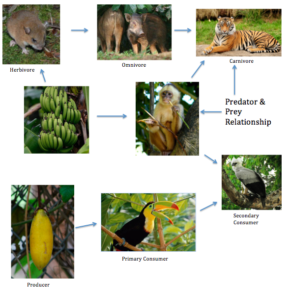 3 primary consumers in the tropical rainforest